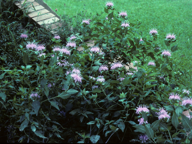 Monarda fistulosa (Wild Bergamot)