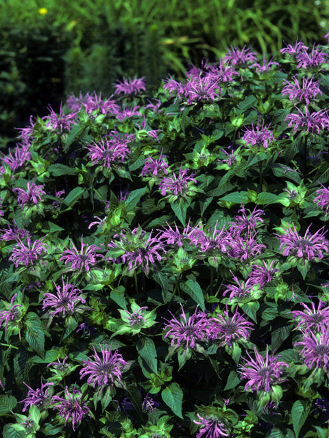 Monarda fistulosa (Wild Bergamot)