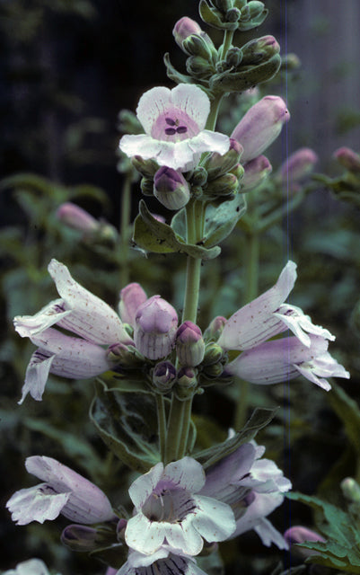 Penstemon cobaea (Prairie Beardtongue)
