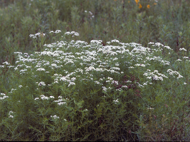 Pycnanthemum tenuifolium (Slender Mountain Mint)