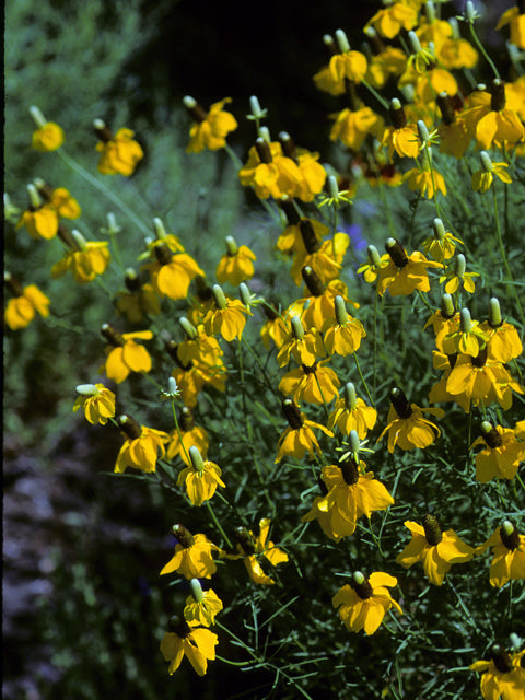 Ratibida columnifera (Mexican Hat, Prairie Coneflower)