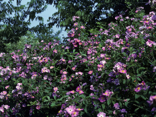 Rosa setigera (Climbing Prairie Rose)