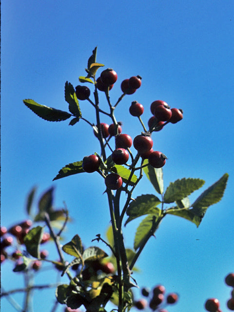 Rosa setigera (Climbing Prairie Rose)