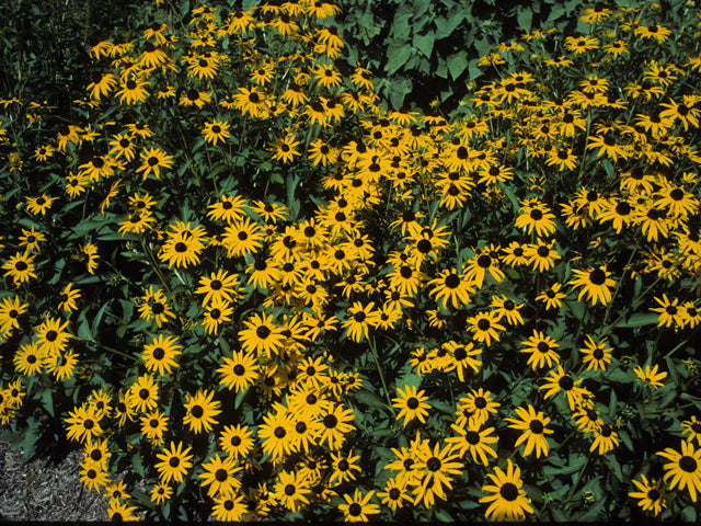 Rudbeckia fulgida (Orange Coneflower)