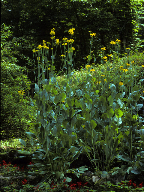 Rudbeckia Maxima (Giant Coneflower)