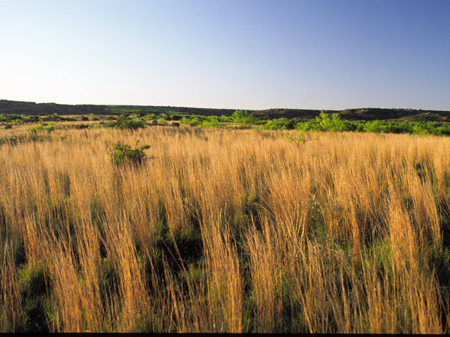 Schizachyrium scoparium (Little Bluestem)