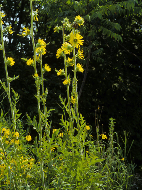 Silphium laciniatum (Compass Plant)