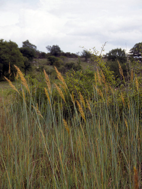 Sorghastrum nutans (Indiangrass)