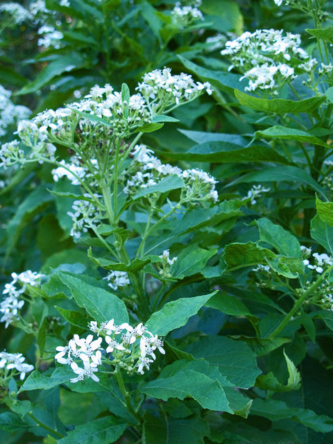 Verbesina virginica (Frostweed)