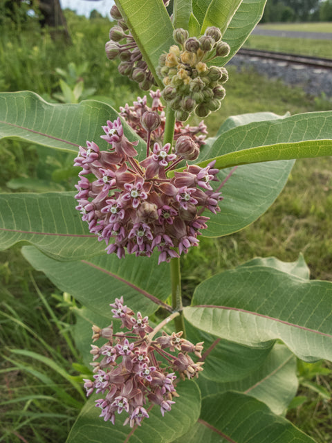 Asclepias syriaca (Common Milkweed)