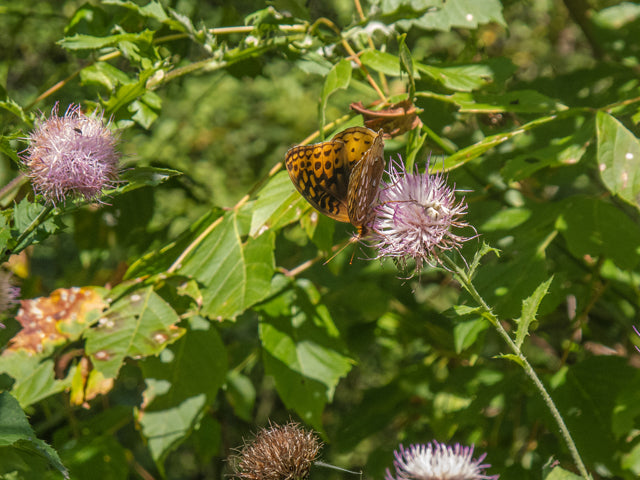 Cirsium altissimum (Tall Thistle)