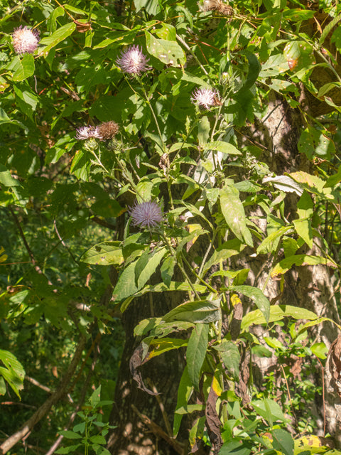 Cirsium altissimum (Tall Thistle)