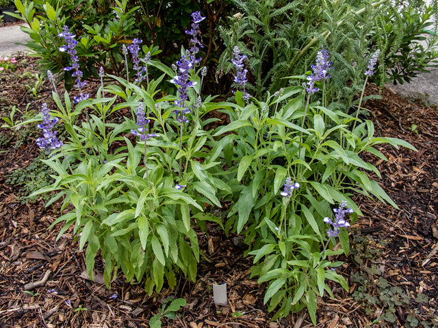 Salvia farinacea (Mealy Blue Sage)