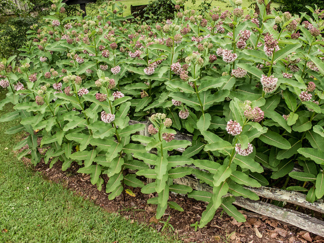 Asclepias syriaca (Common Milkweed)