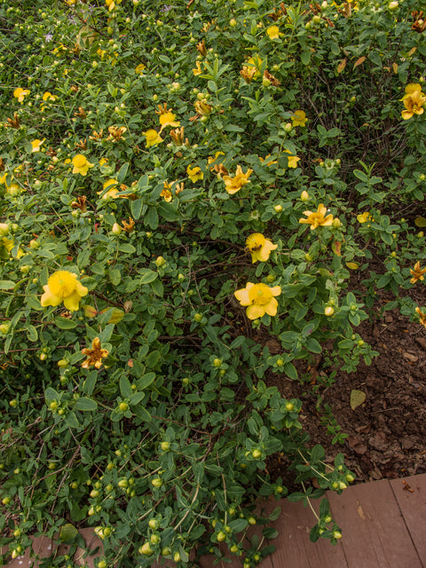 Hypericum prolificum (Shrubby St. John's Wort)