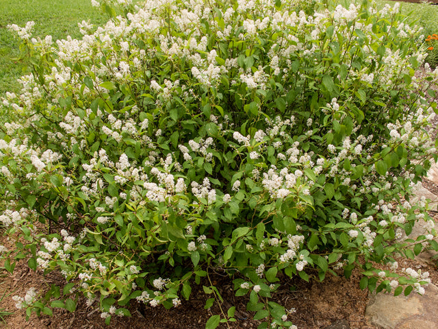 Ceanothus americanus (New Jersey Tea)