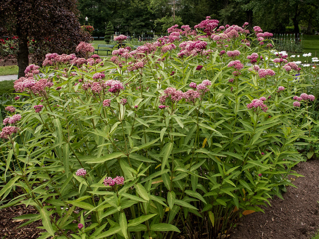 Asclepias incarnata (Swamp Milkweed)