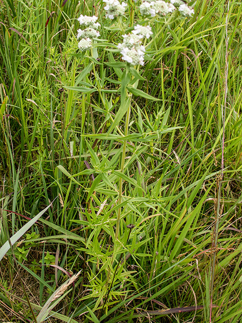 Pycnanthemum verticillatum (Whorled Mountain Mint)