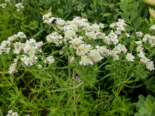 Pycnanthemum verticillatum (Whorled Mountain Mint)