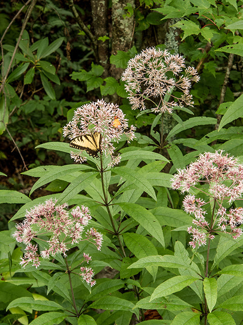 Eutrochium fistulosum (Hollow Joe-Pye Weed)