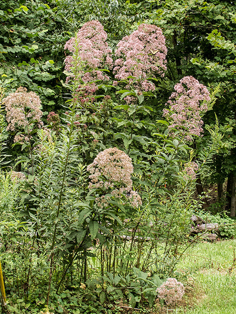 Eutrochium fistulosum (Hollow Joe-Pye Weed)