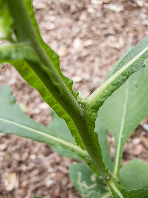 Verbesina virginica (Frostweed)