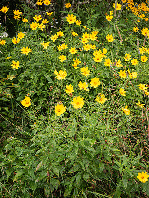 Coreopsis grandiflora (Large Flower Coreopsis)