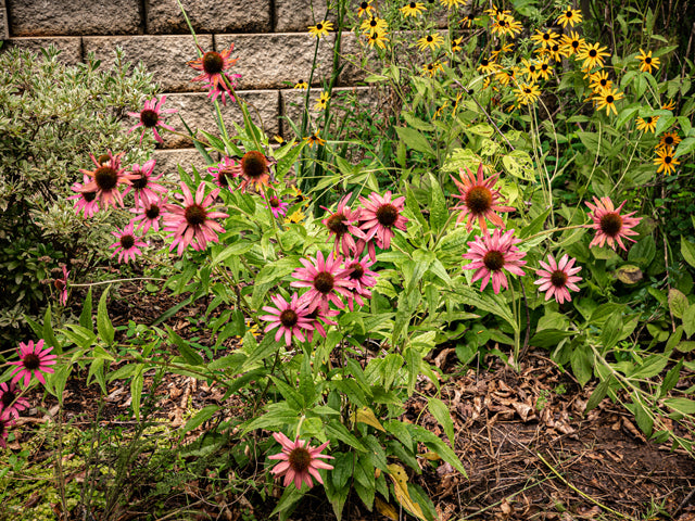 Echinacea purpurea (Purple Coneflower)