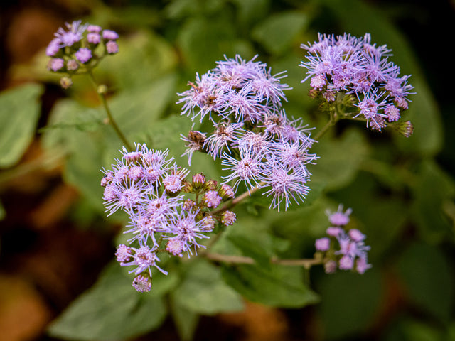 Conoclinium coelestinum (Blue Mistflower)