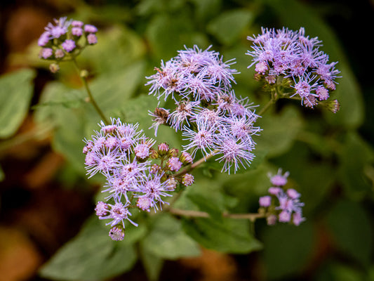 Conoclinium coelestinum (Blue Mistflower)