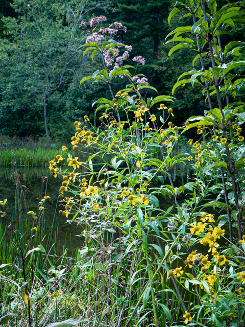 Helenium autumnale (Common Helenium)