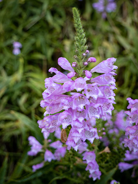 Physostegia virginiana (Obedient Plant)