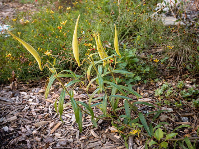 Asclepias tuberosa (Butterfly Milkweed)