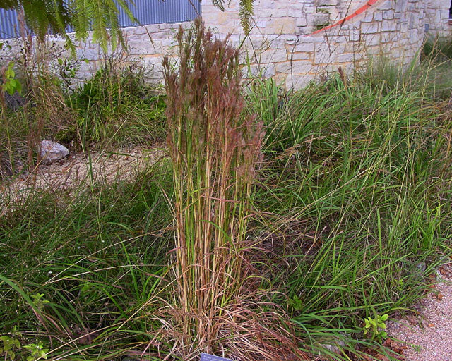 Andropogon glomeratus (Bushy Bluestem)