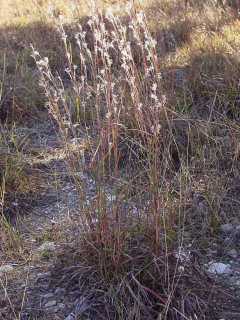 Schizachyrium scoparium (Little Bluestem)