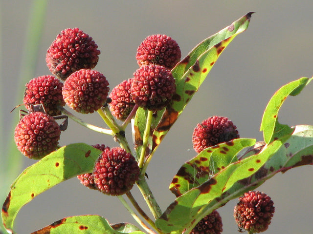 Cephalanthus occidentalis (Buttonbush)