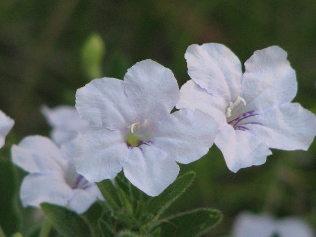 Ruellia humilis (Wild Petunia)