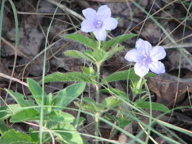 Ruellia humilis (Wild Petunia)