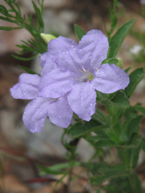 Ruellia humilis (Wild Petunia)