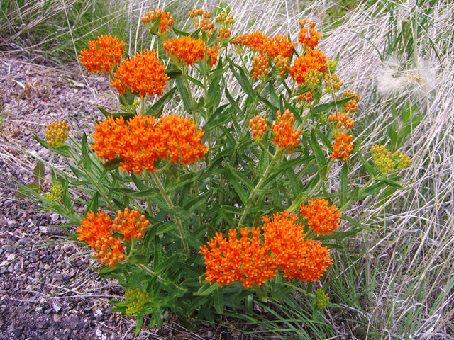 Asclepias tuberosa (Butterfly Milkweed)