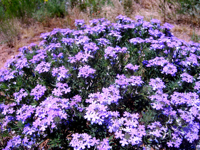 Glandularia bipinnatifida (Prairie Verbena)
