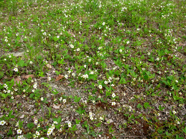 Fragaria virginiana (Wild Strawberry)