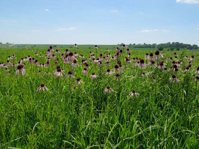 Echinacea pallida (Pale Purple Coneflower)