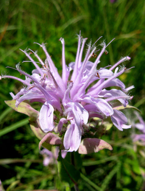 Monarda fistulosa (Wild Bergamot)