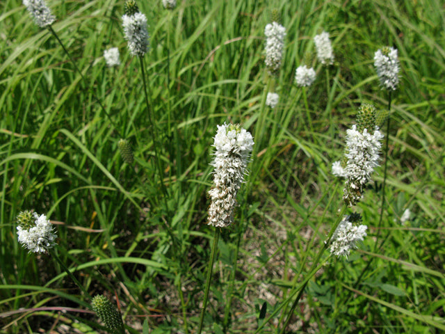 Dalea candida (White Prairie Clover)