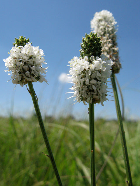 Dalea candida (White Prairie Clover)