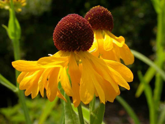 Helenium flexuosum (Purplehead Helenium)