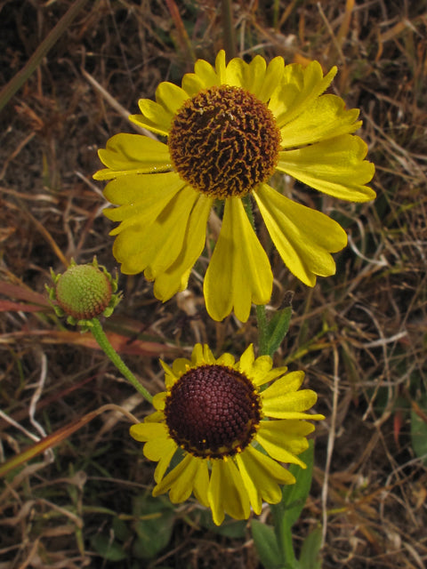 Helenium flexuosum (Purplehead Helenium)