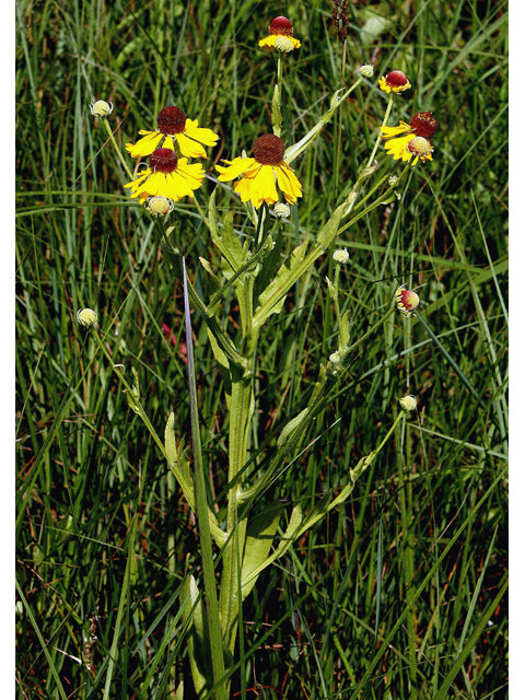 Helenium flexuosum (Purplehead Helenium)