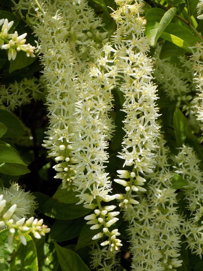Itea virginica (Virginia Sweetspire)